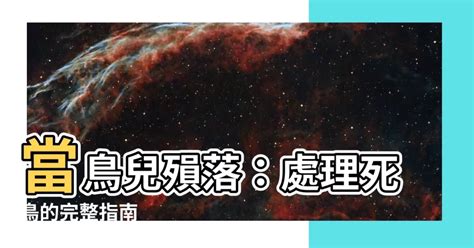 死鳥處理|接獲民眾通報鳥禽死亡屍體之處理標準流程